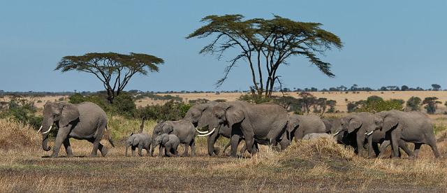 082 Tanzania, N-Serengeti, olifanten.jpg